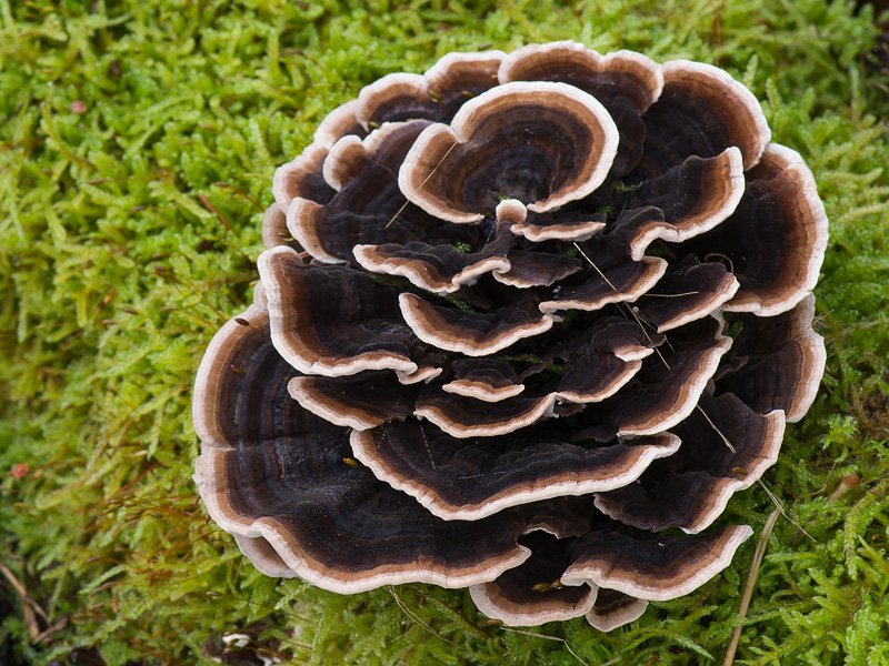 Trametes versicolor